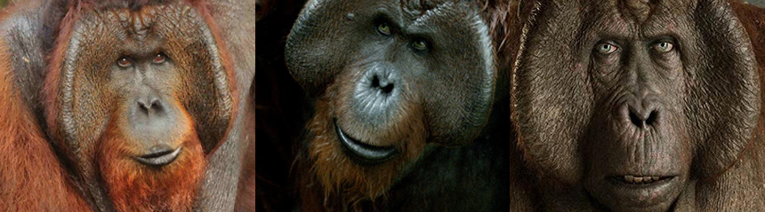 Orangután real / Maurice de “Dawn of the Planet of the Apes” / King Louie de “The Jungle Book”